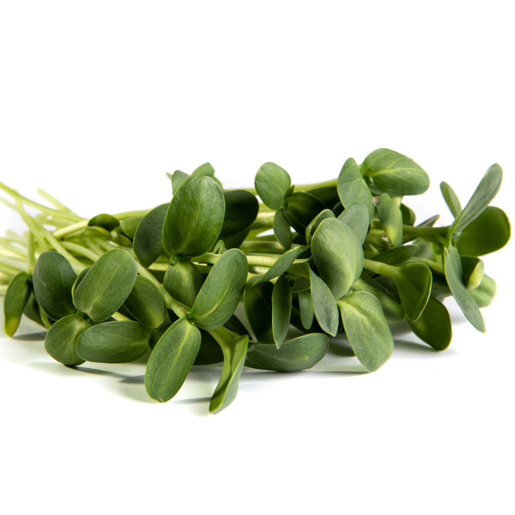 Sunflower microgreens