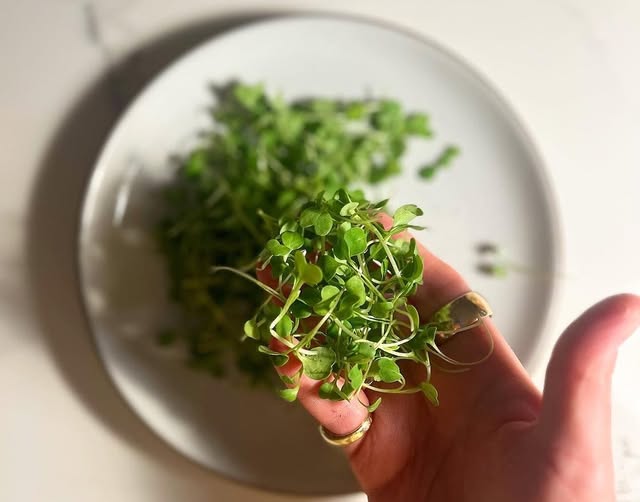 A hand holding a bunch of freshly cut microgreens above a plate