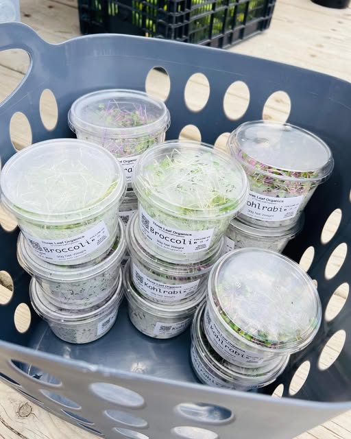 Stacked clamshell containers of packed microgreens in a delivery basket